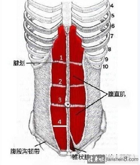 实际上腹直肌是一整块肌肉,由四条肌腱把它分隔又连在一起.