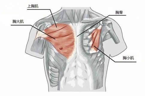 胸小肌解剖图解(42块肌肉解剖,带你来了解了解胸小肌的知识.