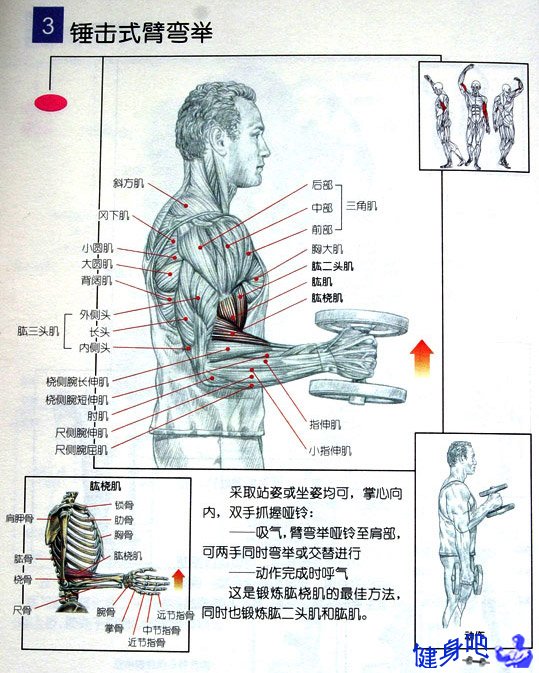 臂力器锻炼肌肉图解图片