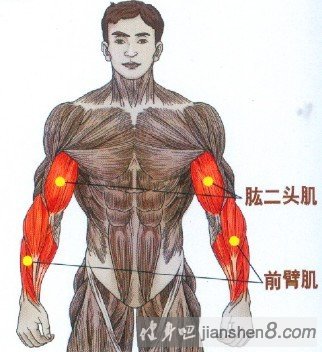 发达的前臂肌肉图片