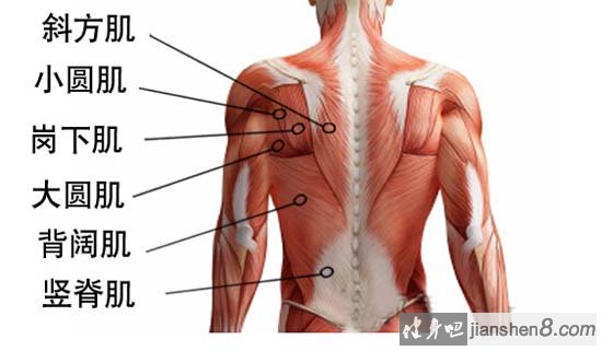 肌肉健身 背部 腰背部部对于人体来说是一个很重要的部位,它处在人体