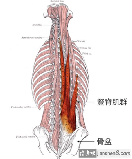 竖脊肌(下背肌肉)