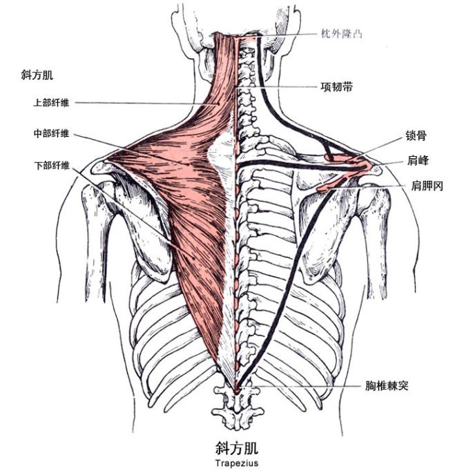 今天我们要从解剖学的角度来带大家认识斜方肌,了解他的形态位置以及
