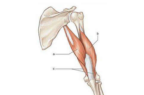 肱三头肌 解剖图片